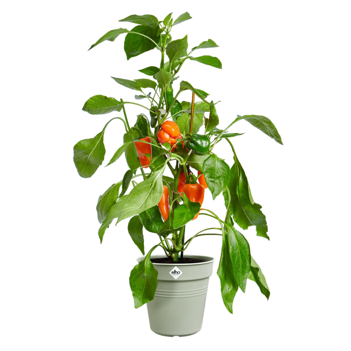 green basics growpot 35cm stone green